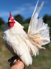 White Serama Rooster From Feather Lover Farms 