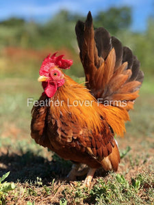 Pumpkin Serama Rooster From Feather Lover Farms 