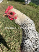 Feather Lover Farms Laughing Chicken Chicks For Sale