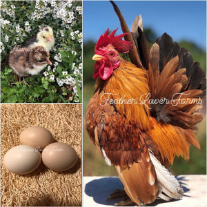 Feather Lover Farms Serama Chicken For Sale