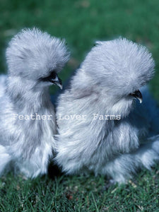 Feather Lover Farms Lavender Silkie Chickens For Sale