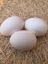 Deathlayer Chicken Eggs Feather Lover Farms 