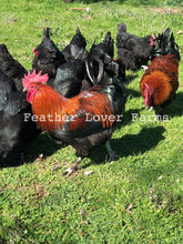 Feather Lover Farms French Black Copper Marans 