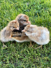 Bielefelder Chicks For Sale Feather Lover Farms 