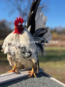 Feather Lover Farms Serama Rooster Chicken For Sale