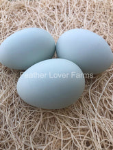 Schijndelaar Chicken Eggs Feather Lover Farms 
