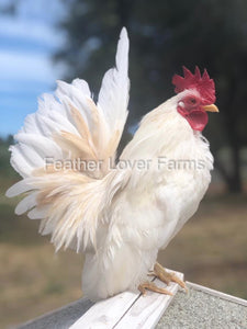 Serama Rooster For Sale At Feather Lover Farms 