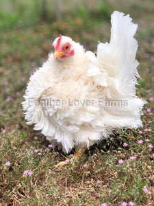 Serama Hen From Feather Lover Farms 