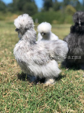 Silkie Chicks For Sale At Feather Lover Farms Silkie Chickens
