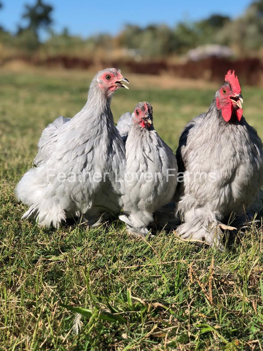 Black Mottled / Lavender Cochin Bantam Chick (Unsexed)