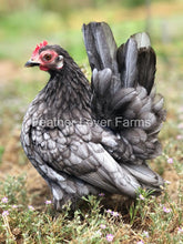 Blue Serama Hen From Feather Lover Farms 