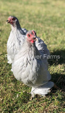 Lavender Cochin Bantam For Sale From Feather Lover Farms 