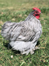 Lavender Cochin Bantam Rooster From Feather Lover Farms 