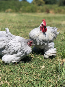 Lavender Pekins For Sale From Feather Lover Farms 