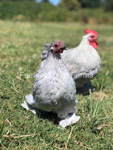 Self Blue Cochin Bantams For Sale From Feather Lover Farms 