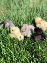 Feather Lover Farms Silkie Chicks For Sale 
