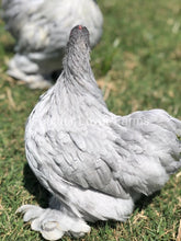 Lavender Cochin Bantam Hen For Sale From Feather Lover Farms 