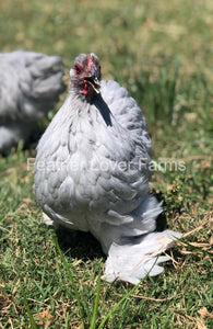 Pekin Chickens For Sale From Feather Lover Farms 