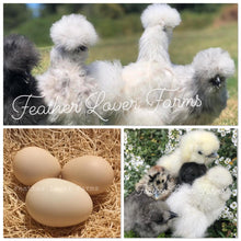 Silkie Chicks For Sale 