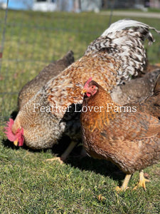 Feather Lover Farms Bielefelder Rooster & Hen