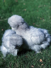 Feather Lover Farms Lavender Silkie Chicken Hens