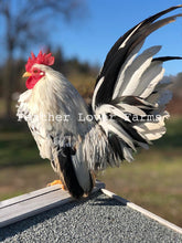Feather Lover Farms Serama Roosters