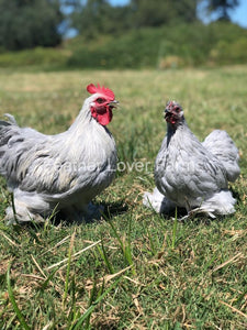 Self Blue Pekin Bantams For Sale From Feather Lover Farms 