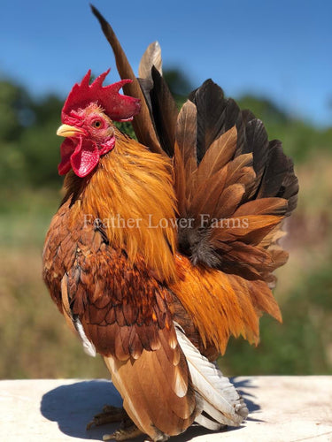 pumpkin Serama Rooster From Feather Lover Farms 