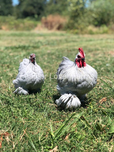 Lavender Cochin Bantam Pair From Feather Lover Farms 