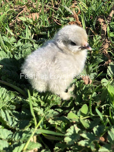 Self Blue Cochin Bantam Chicks For Sale From Feather Lover Farms 