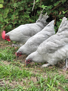 Feather Lover Farms French Lavender Marans 