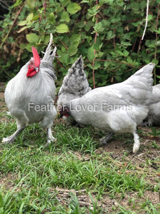 Feather Lover Farms French Lavender Marans