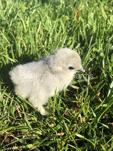 Lavender Cochin Bantam Chicks For Sale From Feather Lover Farms 