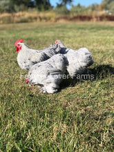 Lavender Pekin Bantam For Sale From Feather Lover Farms 