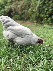 Feather Lover Farms French Lavender Marans
