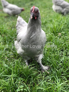 Lavender Marans Chick (Unsexed)