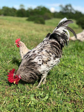 Splash Isbar Rooster Feather Lover Farms