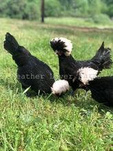 White Crested Polish Chickens Feather Lover Farms
