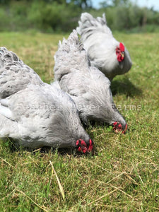 2 Lavender Wyandotte Hens & 1 Rooster Feather Lover Farms 