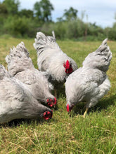 Lavender Wyandotte Chickens Feather Lover Farms 