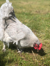 Feather Lover Farms Lavender Marans Chicken For Sale