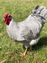 Lavender Wyandotte Rooster Feather Lover Farms 