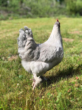 Feather Lover Farms Lavender Maran Chicken
