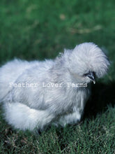 Feather Lover Farms Lavender Silkie Chicken