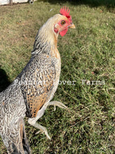 Feather Lover Farms Laughing Chicken For Sale