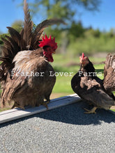 Feather Lover Farms Serama Rooster & Hen 