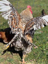 Bielefelder Chicks Chicken Feather Lover Farms  Rooster