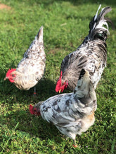 Splash Isbar Hens & Rooster Feather Lover Farms