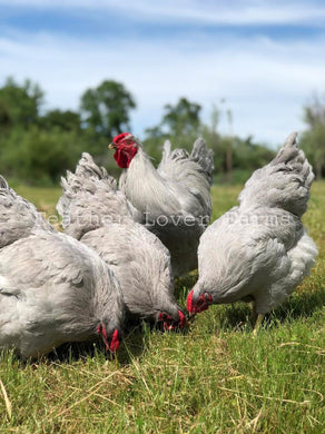 Lavender Wyandotte Hens & Rooster Feather Lover Farms 