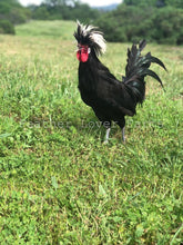 White Crested Polish Rooster Feather Lover Farms